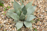 Agave parryi  RCP5-07 012.jpg